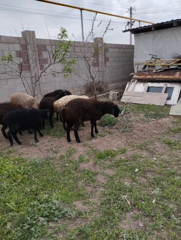 кармушки для овец: Продаю | Овца (самка) | Полукровка | Для разведения | Племенные