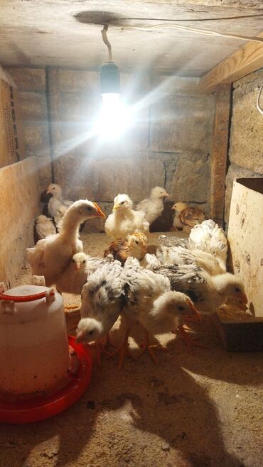 Xoruzlar: Xoruz, Brama, il: 1, Ünvandan götürmə, Ödənişli çatdırılma — 15