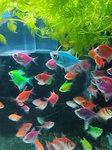 heyvan satilir: Glofish, Sülhsevər — 1