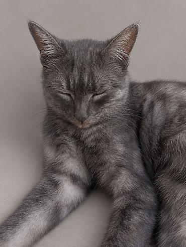 кошки серые: 🐈 Необычно красивая кошечка ищет дом! В нашем районе появилась молодая — 1