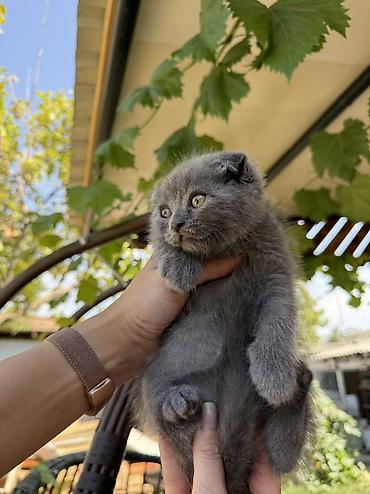 кошка майкун: Скотиш Фолд (Шотландская вислоухая), 2 месяца, Мальчик, Голубой, Приучена к лотку — 2