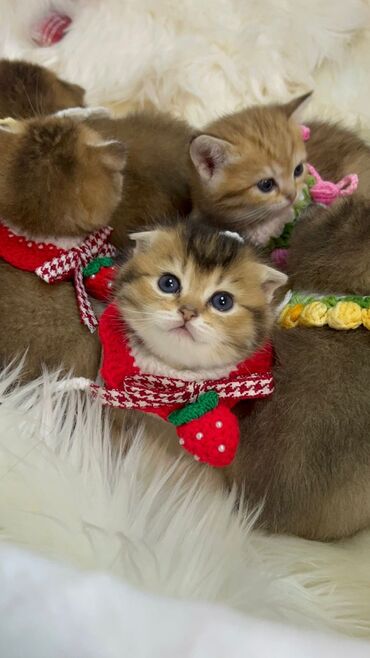 Xaltalar, qayışlar və tasmalar: Gold shinshilla skodish balalar — 10