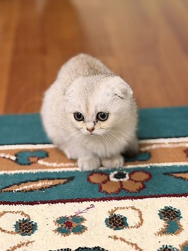 бенгальская кошка цена бишкек: Шотландский котёнок (скоттиш) серебристого окраса. - Порода — 2