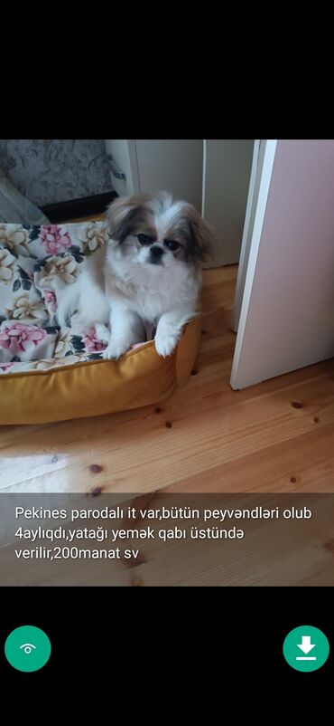 İtlər: 3 ay, Dişi, Peyvəndli — 6