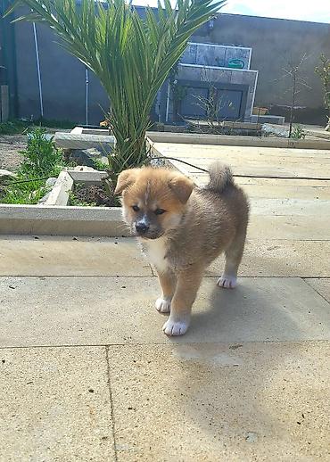 İtlər: Akita-inu — 1