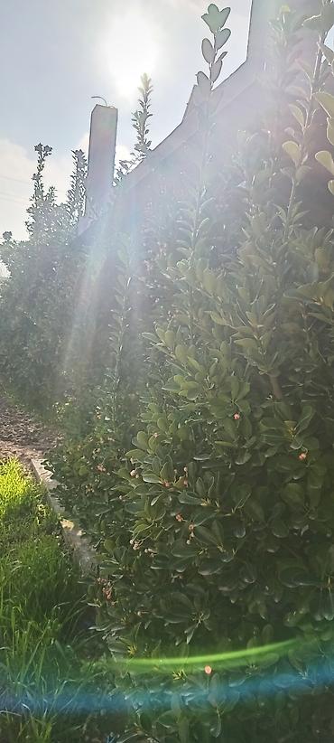 cokə ağacı satılır: Her zaman yaşıl qalan ağaclar satılır hər biri min manat 3 ədədi — 3