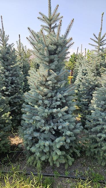 тумбочки кухонные: Ель колючая (Picea pungens) голубая, питомничные посадки. - Сорт/тип — 9