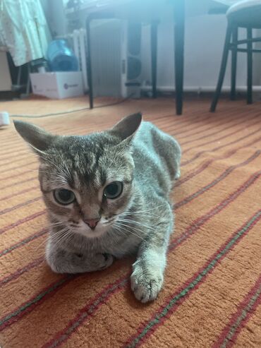 серая персидская кошка: Срочно нужен кот абиссинской кошки