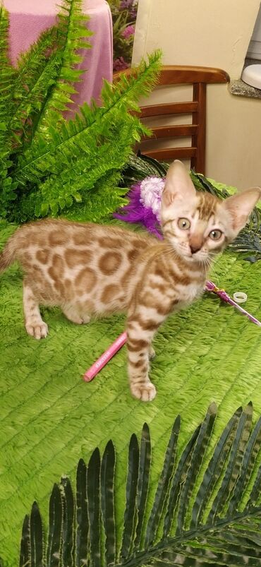 Продажа кошек: Друзья !!! питомник Бен Гла Мур с радостью предлагает новый помет. от — 25