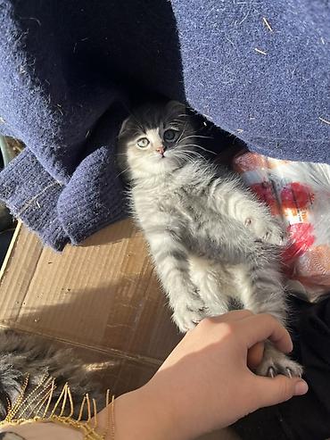 наполнител: Срочно ищем хозяев для этих малышей!! Котята бездомные на данный — 5
