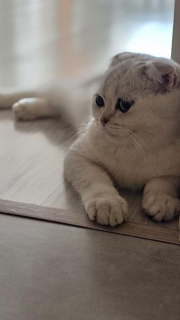 Другие с/х животные: Satılır: Çox gözəl və baxımlı Scottish Fold Silver Shaded pişik! — 4