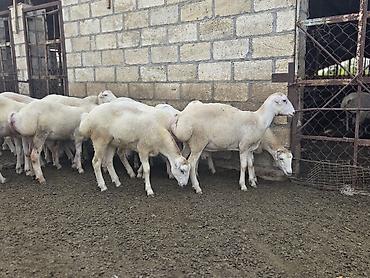 ordek yumurtası satışı: Dişi, il: 1, 500 kq, Damazlıq, Ödənişli çatdırılma — 5