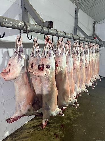 Баранина: Туши баранины на крюках - Цельные охлаждённые туши баранины — 11