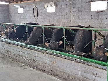 Коровы, быки: Продаю | Бык (самец) | Алатауская | На откорм | Племенные, Привязанные at lalafo.kg — 1 Коровы, быки: Продаю | Бык (самец) | Алатауская | На откорм | Племенные, Привязанные — 1