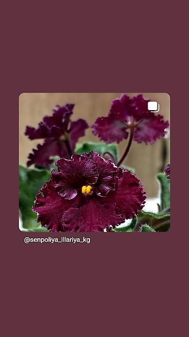 Фиалки и глоксинии: В продаже детки,пасынки сортовых мини и полумини фиалок 🌺🌿🌺 — 7