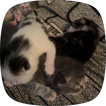 pomeranian alman spitz: Gözəl balaca pişik balaları - Rənglər: boz-ağ qarışıq, bəzilərində ağ — 3