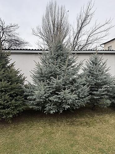 Ель: Продаю Ели голубые от 2-4 метров, колоновидные туи 4 метровые: густые — 19
