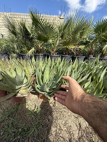 Саженцы растений: Aloe vera 50 ədəd var. Tək tək 5 manat topdan 4 manat. Ünvan Binə — 3