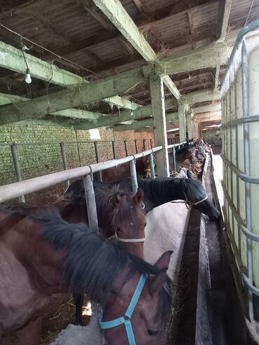 Лошади, кони: Продаю | Кобыла (самка) | На забой — 3