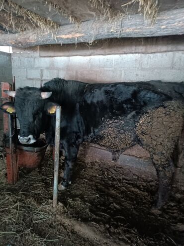 Коровы, быки: Продаю | Бык (самец) | На откорм | Привязанные — 7