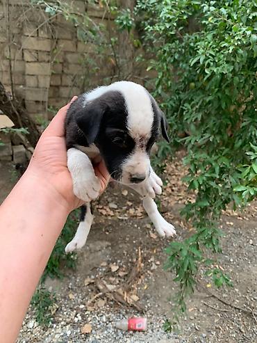 одежда для собак в баку: Amstaff/Pitbull penvendli 1 ayliq 4 dişi 4 erkek Şəkillərdə balaca — 4