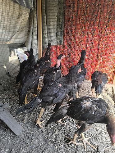 Продам с/х животных: Продаю | Куры | Бойцовая | Для разведения — 6