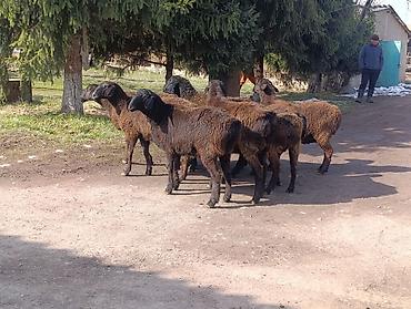 Баран, овца: Продаю | Овца (самка) | Для разведения | Ярка — 9