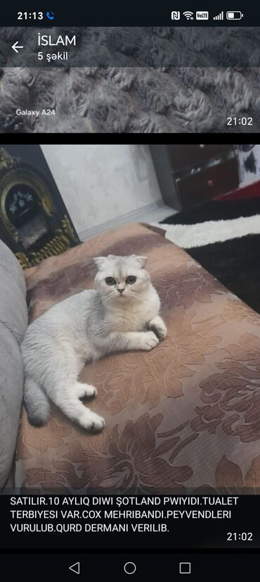 fars pisiyi: Şotland, Dişi