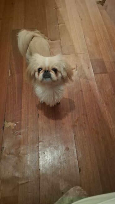 satlıq itlər: Pekines, 1 il, Dişi, Peyvəndli, Ünvandan götürmə