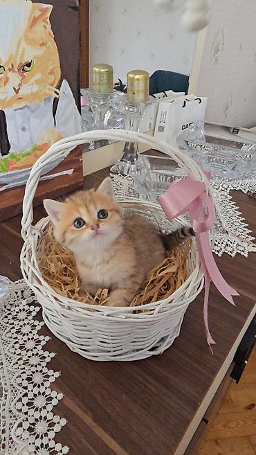 Pişiklər: Şotland — 10