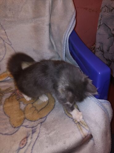 Pişiklər: Meyn-kun, Erkək, Yaxşı əllərə, Ünvandan götürmə — 8