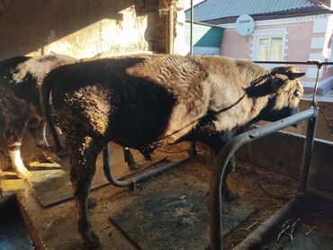 животные на продажу: Сатам | Бука (эркек) | Алатоолук | Бордоп семиртүү үчүн | Жасалма уруктандырылган