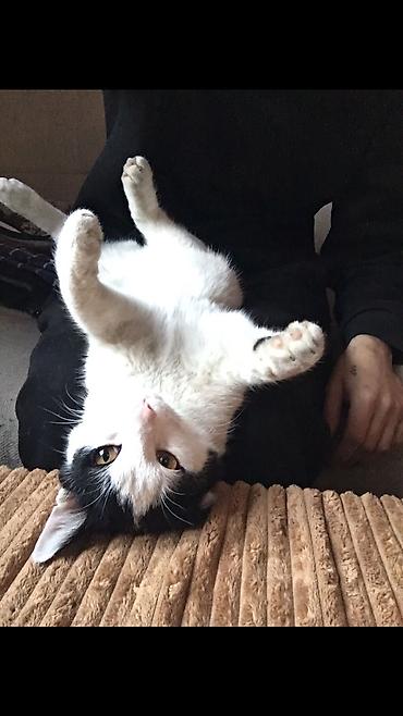 Отдам даром кошку: 1 год, Девочка — 7