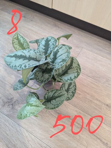 Другие комнатные растения: Комнатные растения, разных видов, филодендрон, хоя, эпипренум, фикус и — 12