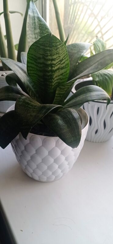 Драцены и Сансевиерии: Сансевиерия (Sansevieria, «щучий хвост») в декоративном горшке. - — 5