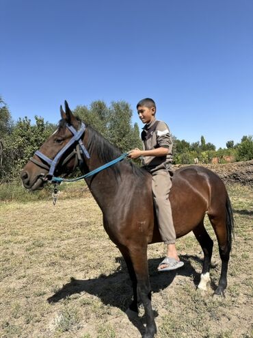 Лошади, кони: Продаю | Кобыла (самка) | Для разведения, Конный спорт — 5