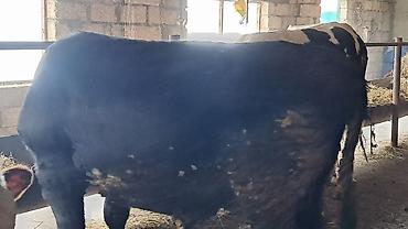 Inəklər, öküzlər: Iki baş cənginə satılır arpa və buğda yemi ilə bəslənib ikisində 460kq — 5