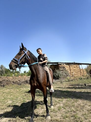 Лошади, кони: Продаю | Кобыла (самка) | Для разведения, Конный спорт — 6