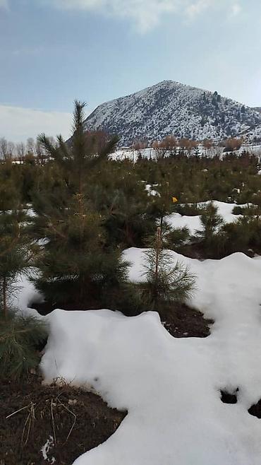 Ель: Ель голубая (Picea pungens, Blue Spruce) — саженцы из питомника — 21