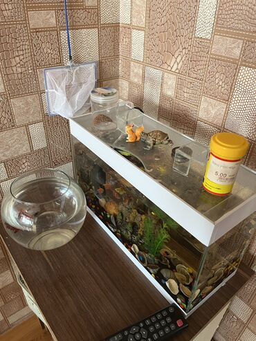 Dördbucaq akvarium, Balıqlarla birlikdə, 30 l, Ünvandan götürmə, Ödənişli çatdırılma