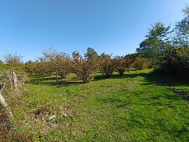 Torpaq sahələrinin satışı: Kənd təsərrüfatı — 6