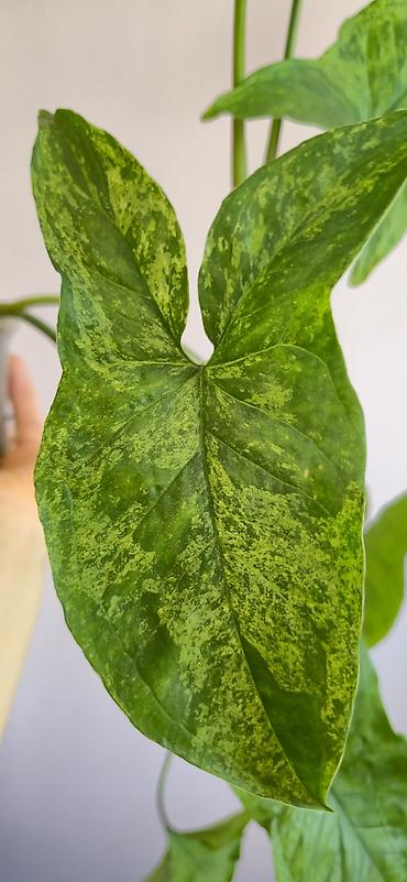 ev gulleri sekilleri: Syngonium mottled. Tez böyüyen, rahat bitki. Bazar günü metro üstüne — 4