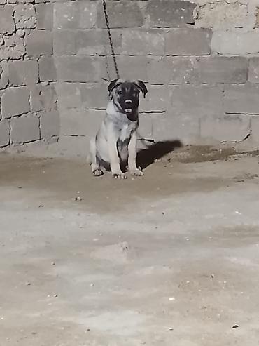 Kanqal, Dişi lalafo.az -da Kanqal, Dişi