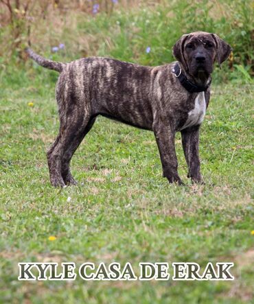 Psi: Štenci Presa Canario, ostenjeni 24.5.2023 godine. Kuba Kira je rođena — 4