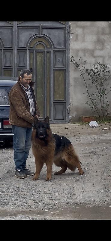 it balasi: Alman çoban iti, 2 ay, Dişi, Peyvəndli — 4