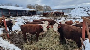 домик для животных: Продаю | Корова (самка), Бык (самец), Тёлка | Ангус, Герефорд, Голштин | На откорм, На забой, Для разведения | Племенные