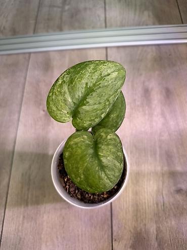 Эпипремнумы и сциндапсусы: Сциндапсус (Epipremnum/Scindapsus) вариегатный в горшке. Особенности — 12