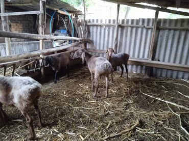 куплю баран село ленинское: Ассалам алейкум кой сатылат келишебиз