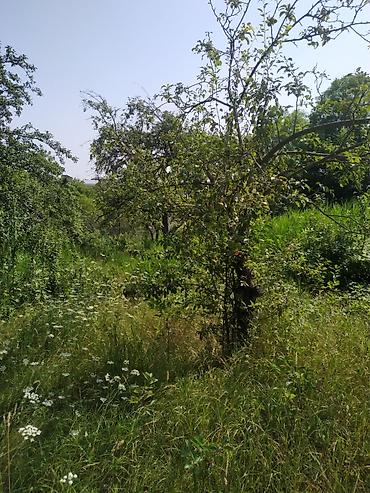samaxi: 18 sot, Mülkiyyətçi, Kupça (Çıxarış) — 3