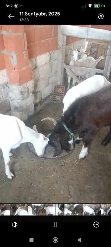 Keçi, çəpiş: Məhsul: Südlük keçilər Təsvir: - Şəkillərdə bir neçə baş keçi — 6